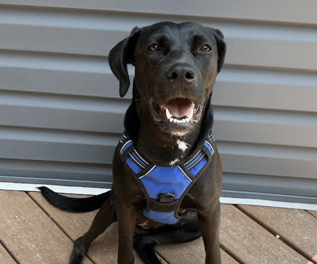 Black Labrador Retriever available for adoption through NY Bully Crew in Patchogue